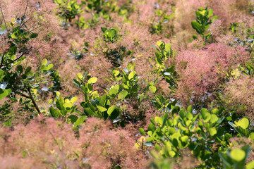 Cotinus coggygria Young Lady  - smoketree