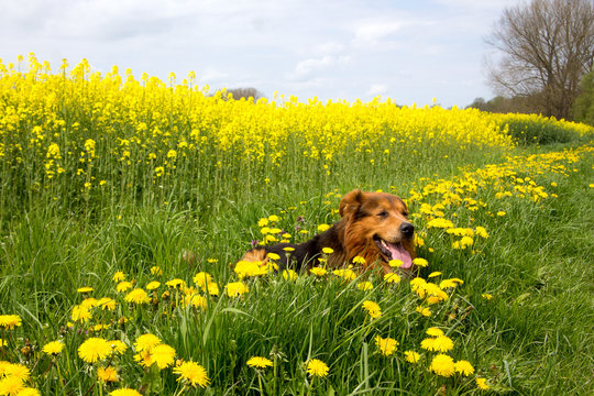 Hund liegt in L&ouml;wenzahnwiese vor Rapsfeld