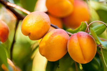 Pfirsiche (Prunus persica) 