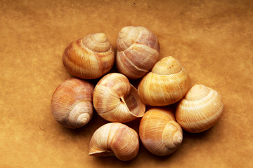 Shells of grape snails