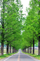 Obraz premium メタセコイアの並木