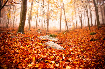 Otoño en Montseny