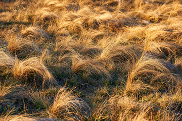 Field of yellow dry feather grass