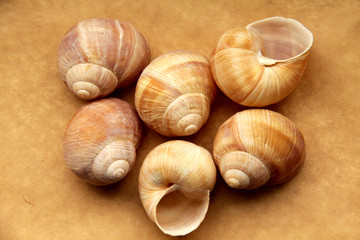 Shells of grape snails