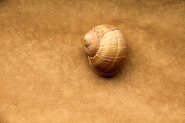 Shell of grape snail