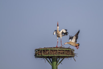 Nilgans ärgert Weißstorch