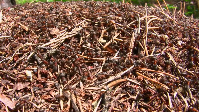 Ants run in an anthill
