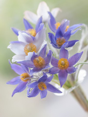 anemone, flower