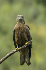 blck kite