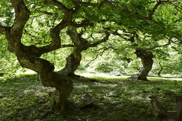 大朝のテングシデ群落
