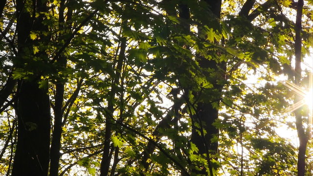 Springtime forest. Birds singing in high quality audio.