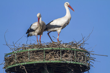 Weißstörche im Nest