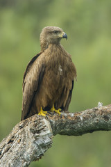 black kite