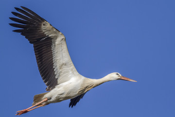 Weißstorch im Flug