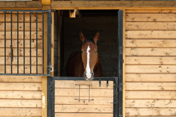 Thoroughbred horse in his stable