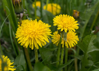 Yellow dandelions close-up. Flowers and meadows