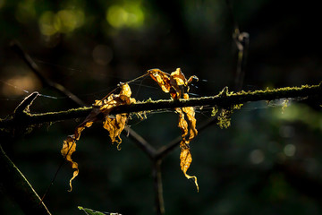 Falling Down Forest  in Autumn