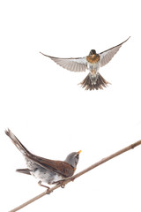 thrush
