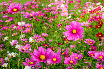 Fototapeta premium The Cosmos Flower