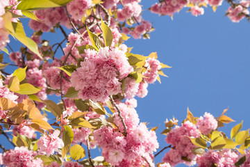Rosa Blüten vor Himmel Hintergrund
