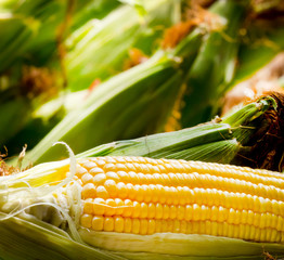  Sweet Corn show yellow seed in focus.background is out of focus