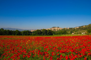 Spello tra un mare di papaveri in Umbria