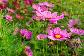 Obraz premium The Cosmos Flower