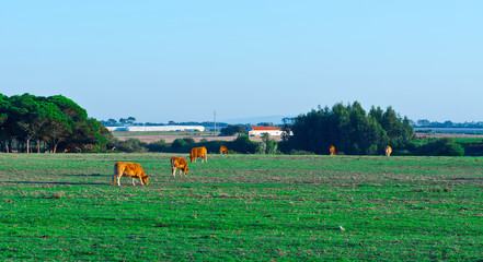 Pasture