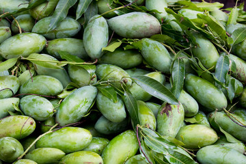 Pile Mangoes at fruit market, Mangoes's surface are green.