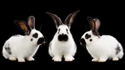 White rabbits