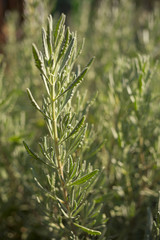 Natural kitchen herb, rosemary plant