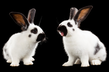 Two rabbits