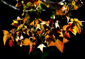 Maple leaves change color in autumn.