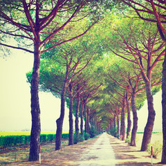 Road between Vineyards