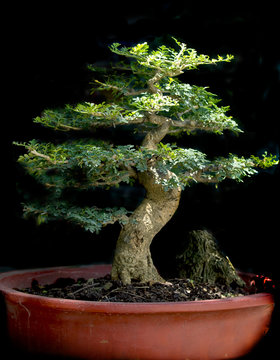 Bonsai, Dwarfed Tree On Black Background