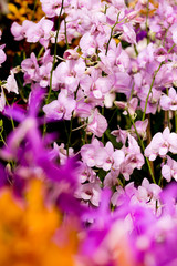 Bouquet of Light Pink Orchid at background, foreground are orchi