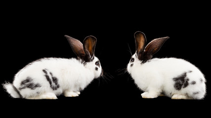 Rabbits