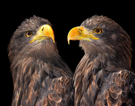 Sea eagles isolated on black background 