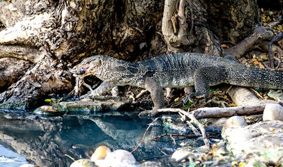 Water Monitor snap fish. It gobble up fish and climb to watersid