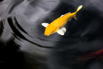 Koi or Japan Fancy Carp swimming in pond.Ripple and reflection i
