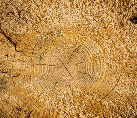 Naklejka premium growth rings, background, texture