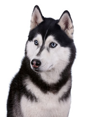 Siberian husky dog portrait on a white background