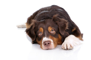 Sad dog lying on a white background