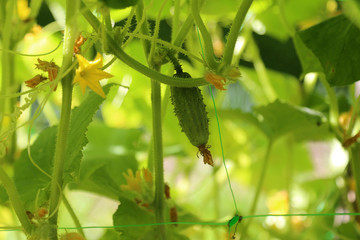 Cornichons