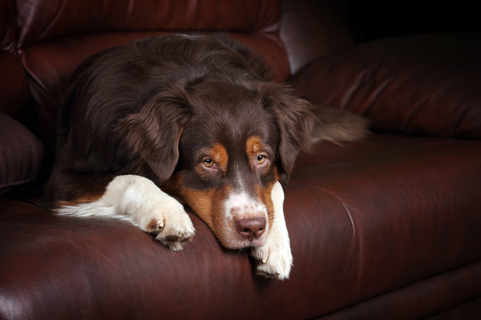 Sad Dog Lying On The Couch