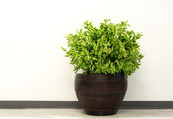 A small plant pot
