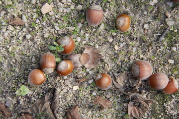 Hazelnuts in the field