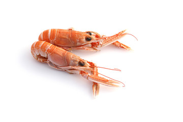 Langoustes
