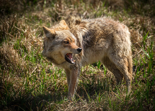 Angry Coyote with Open Mouth Stock-Foto | Adobe Stock
