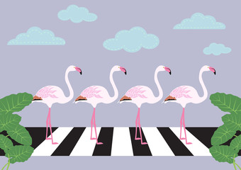 flamingos crossing zebra crossing vector